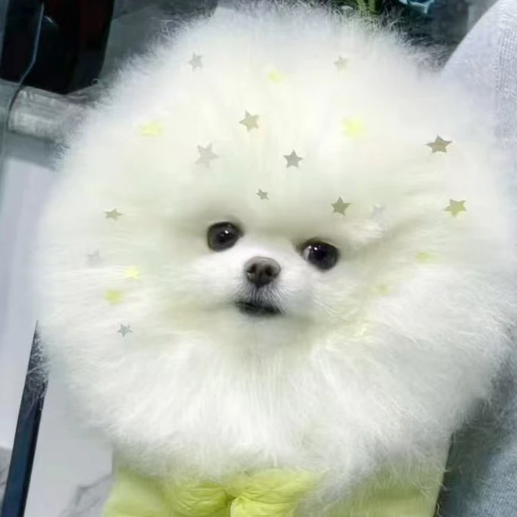 萌七岁宠物活体链接