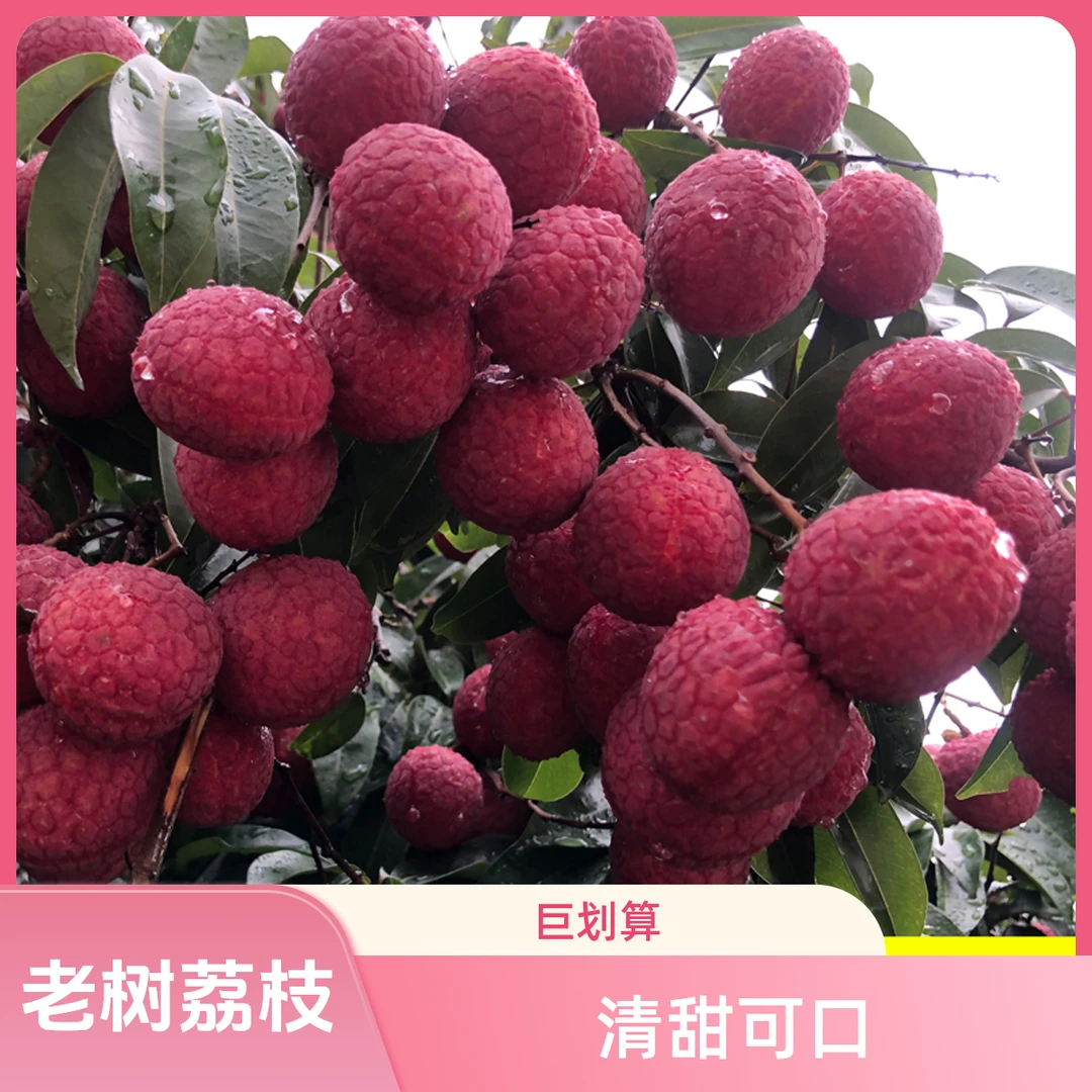 【爆甜】广西老树荔枝新鲜包邮6斤整箱现摘广西黑叶禾荔应季水果4斤