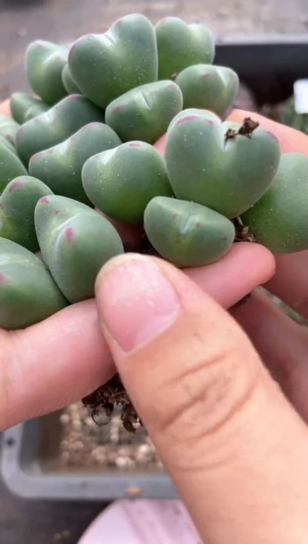 【闪购商品】8410特价元宝口笛有瑕疵发货9头量拍