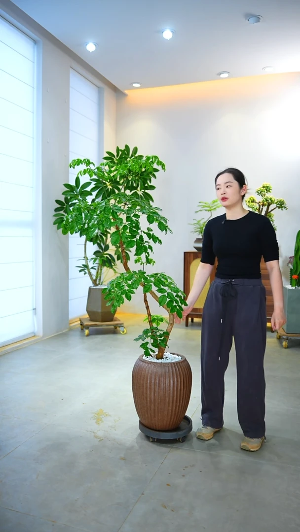 不开花植物C*幸福树