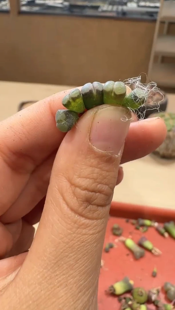 18-15多肉植物肉锥