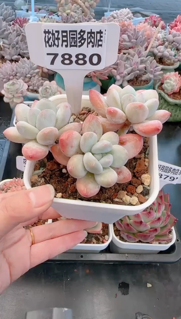 【闪购商品】7880.