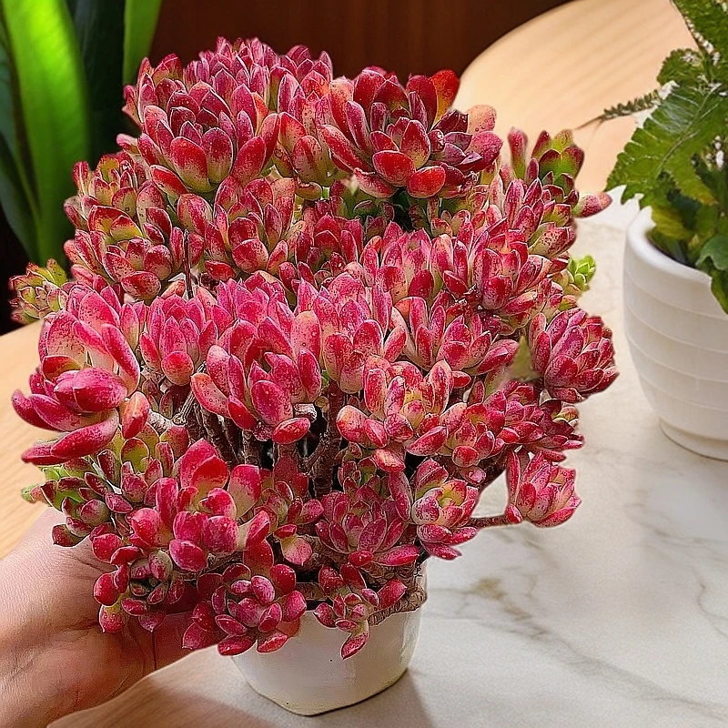 叮当景  自然景 多肉植物【多肉满15包邮】 自然景养护耐寒