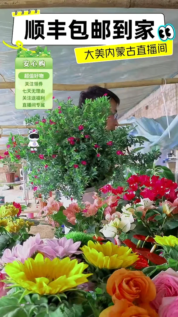 完全开放满天星盆栽