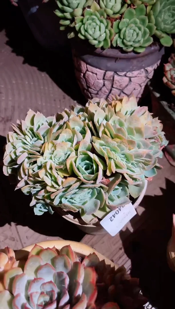葵*24042多肉植物一万一平