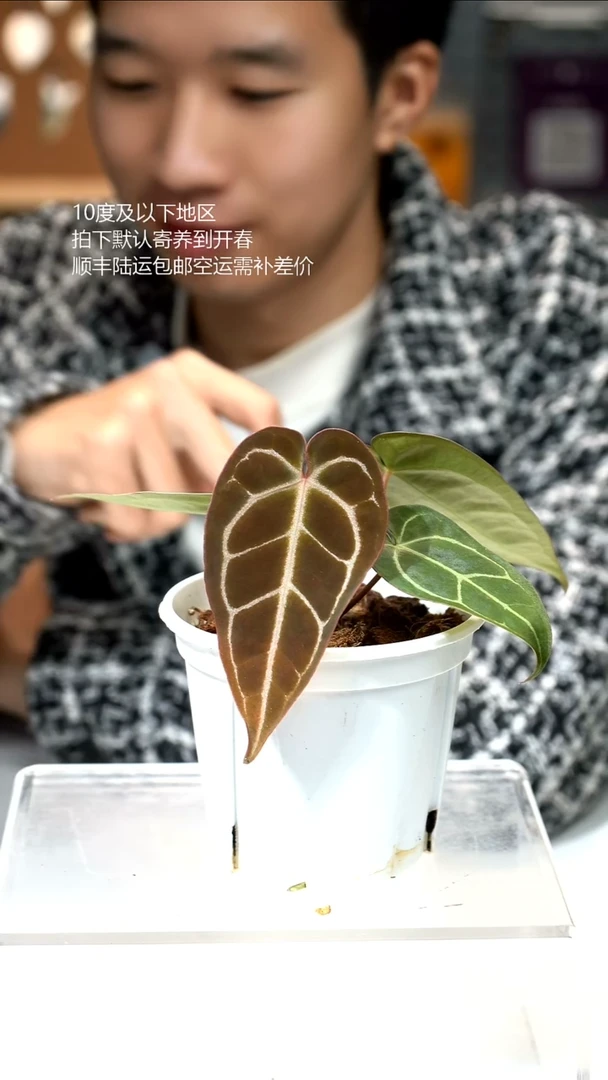 完全开放黑水晶 x SKG 02