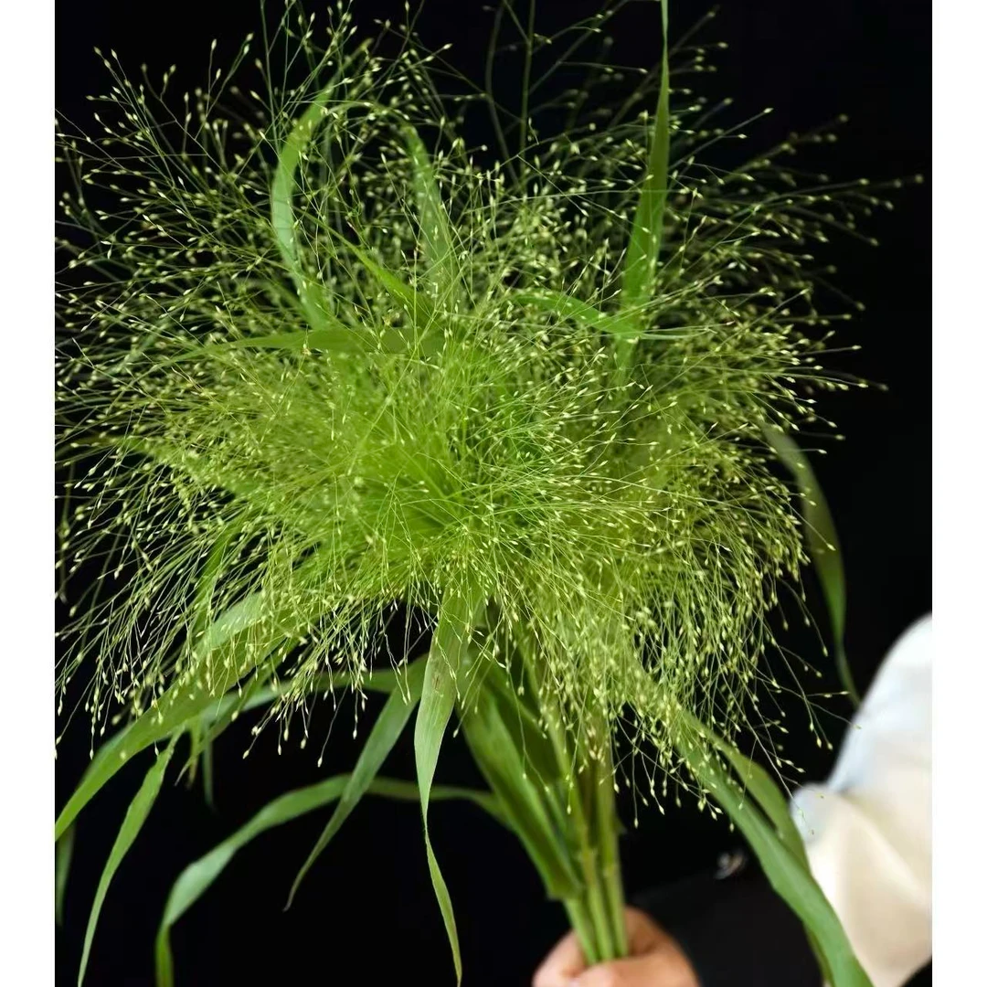 【喷泉草】任意两单及两单以上鲜花顺丰包邮发货
