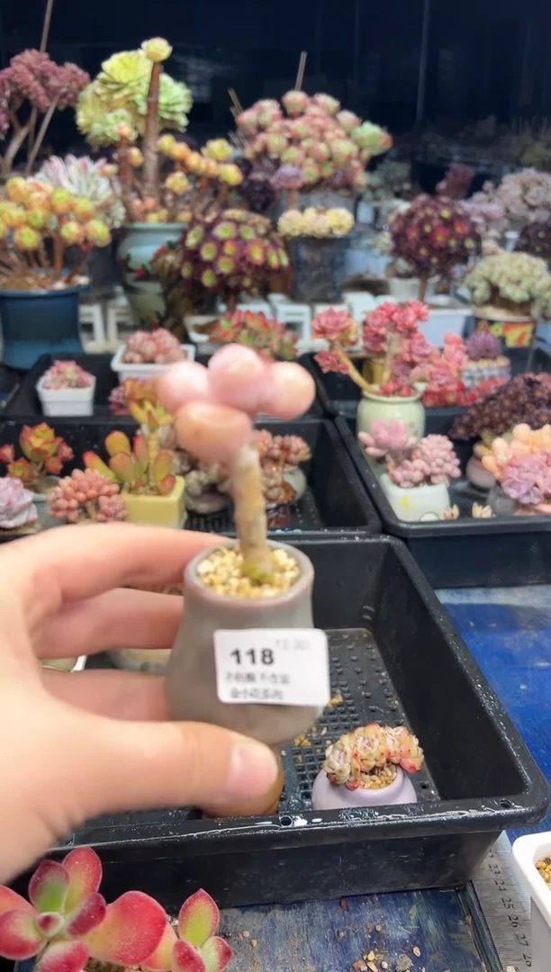 【闪购商品】118不带盆