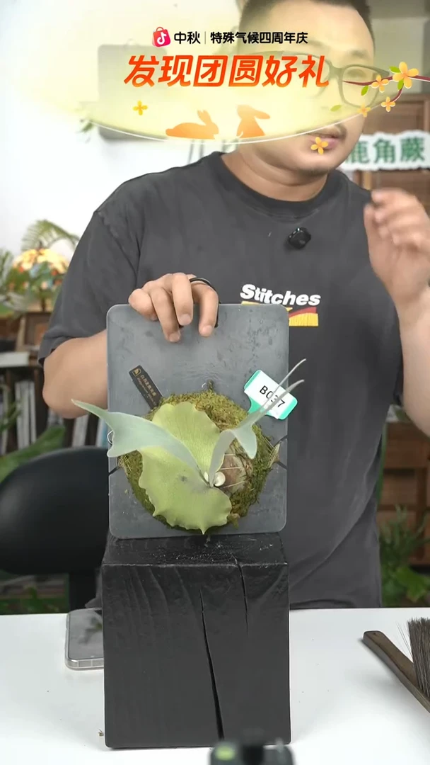 不开花植物B037-白燕麦侧芽