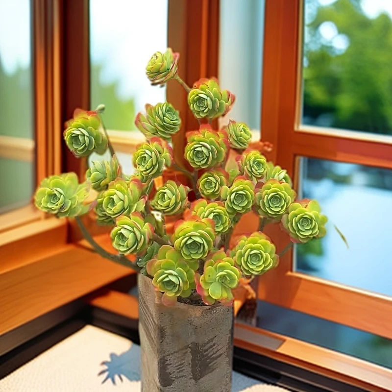 【薄化妆】带盆土优质多肉植物新手绿植盆栽好养室内室外