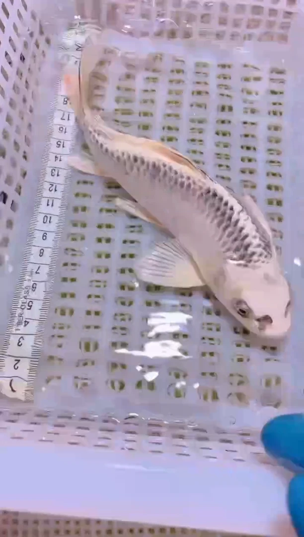 锦鲤冷水观赏鱼全场包邮30