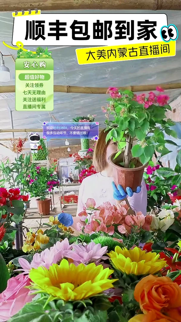 完全开放重瓣粉三角梅