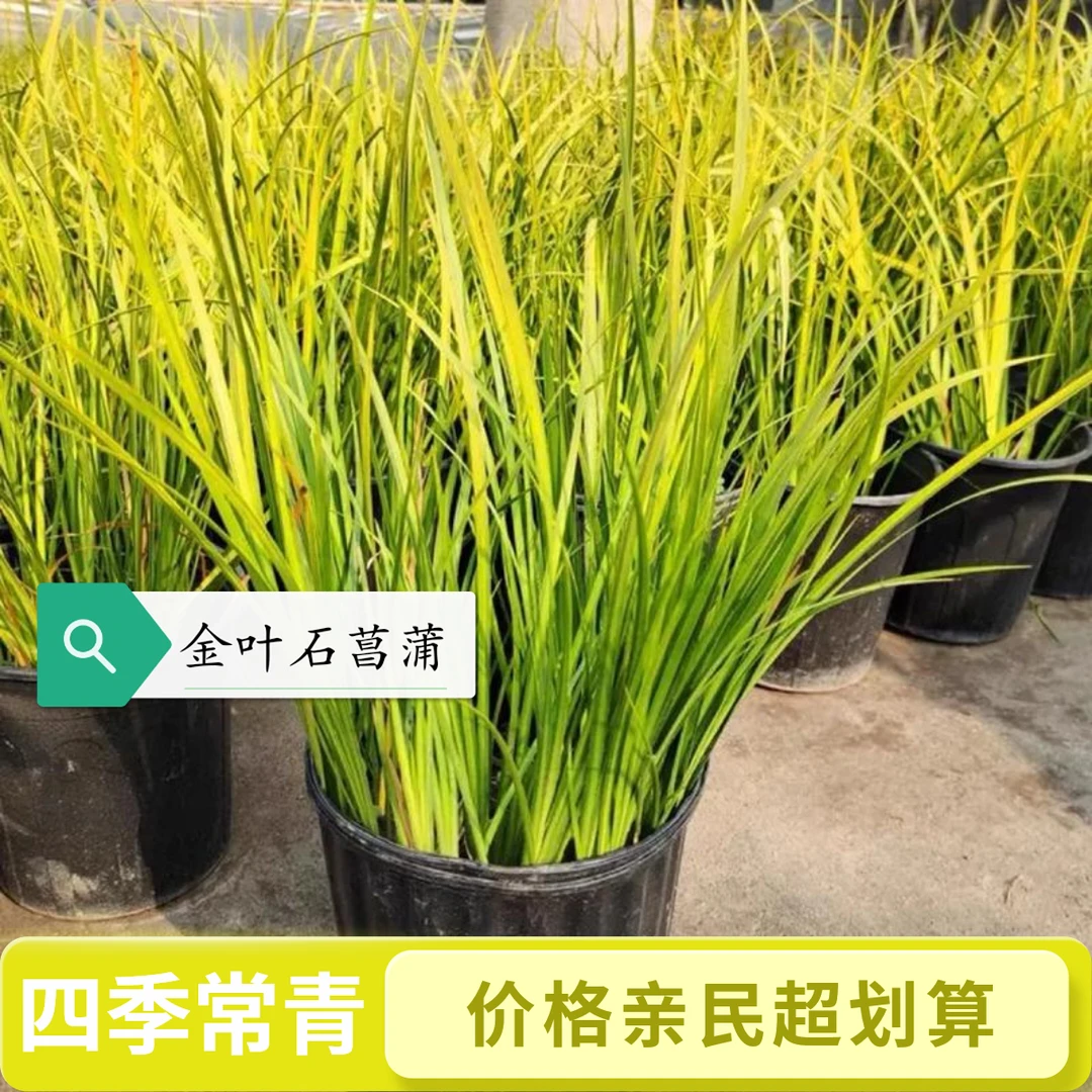 四季常青金叶石菖蒲庭院观赏多年生好养植物