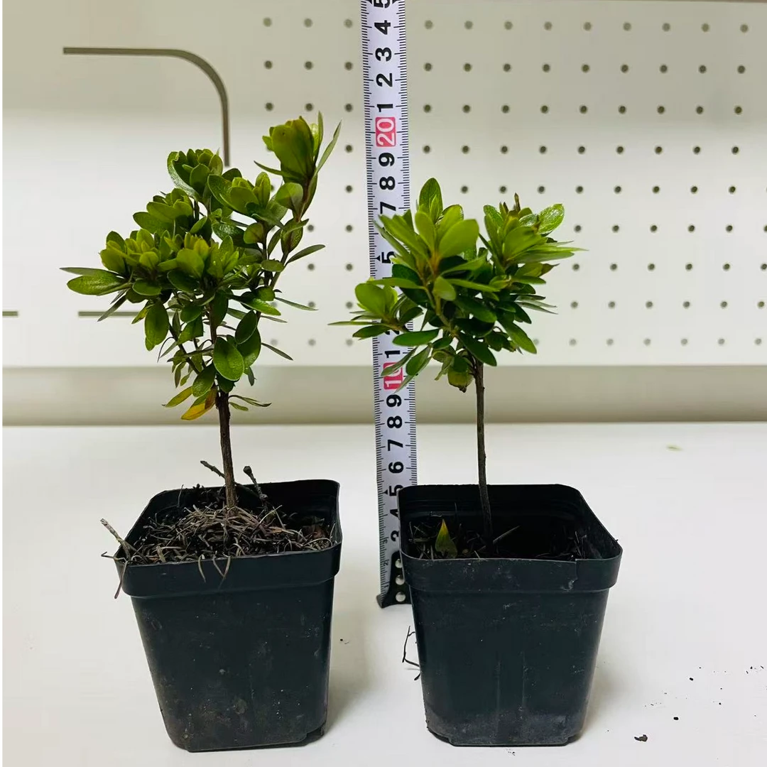 【道哥严选】粉妆楼腊皮杜鹃扦插苗原土原盆发货一年苗庭院阳台盆栽