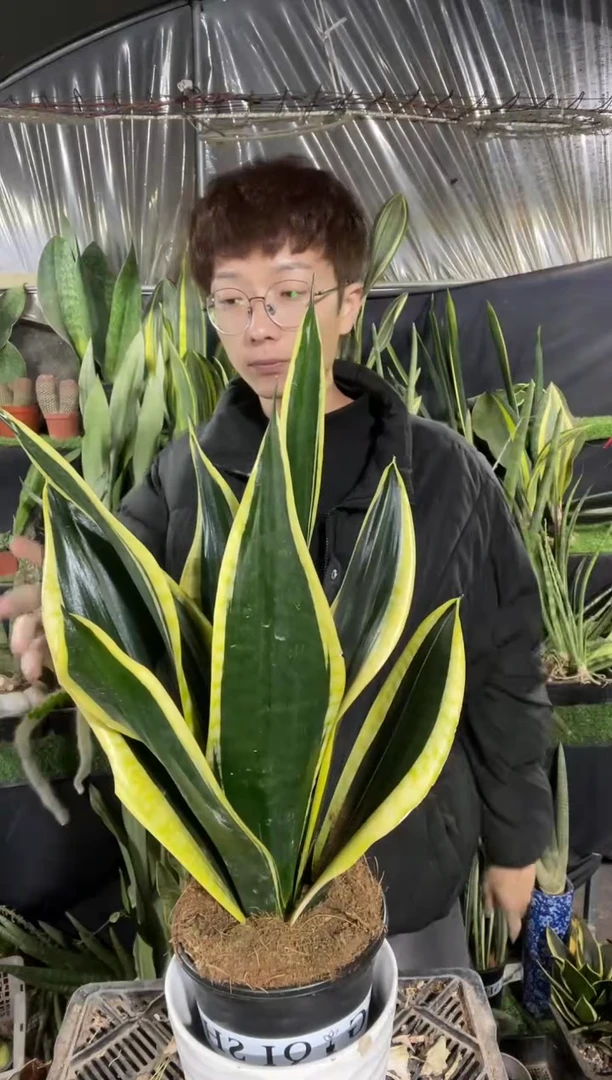 霸王兰带盆土28.8