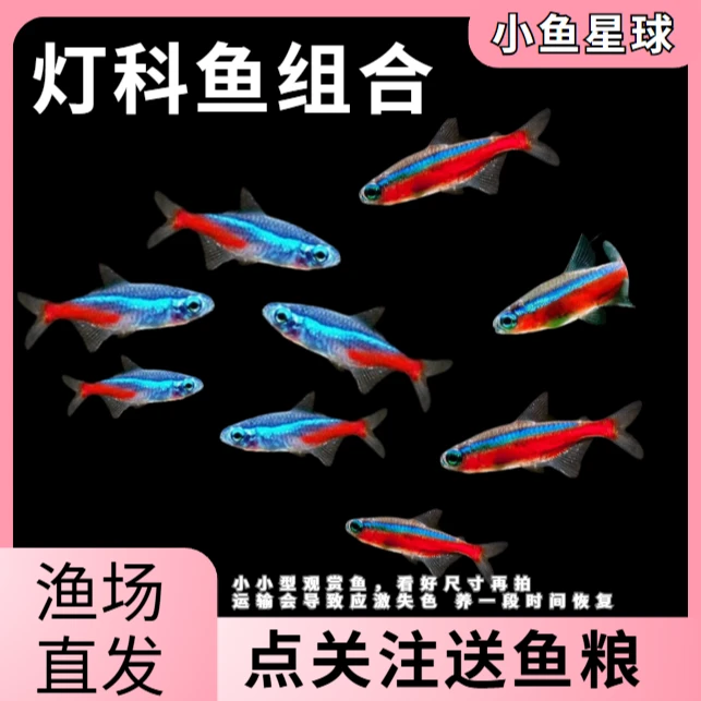 红绿灯宝莲灯小型热带灯科观赏鱼好养耐活草缸群游孔雀鱼淡水鱼