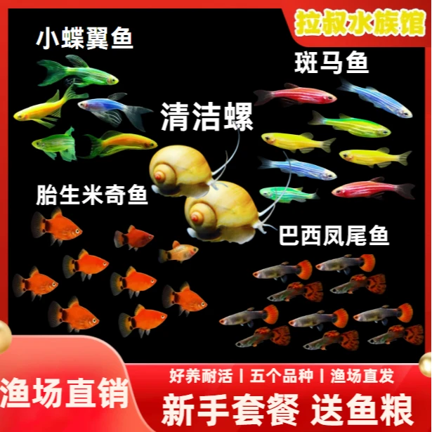 【新手套餐】斑马孔雀米奇蝶翼混养热带淡水小型观赏鱼好养清洁螺