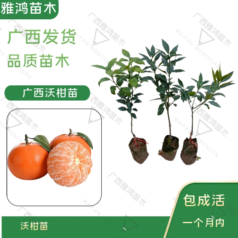 广西沃柑果树苗当年结果新品种嫁接柑橘南北方种植可盆栽绿化果树