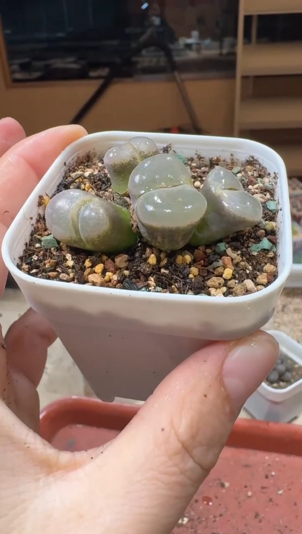 20-330多肉植物肉锥