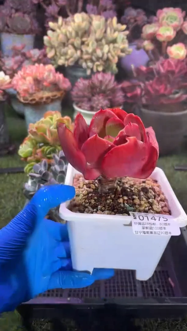 【闪购商品】01475