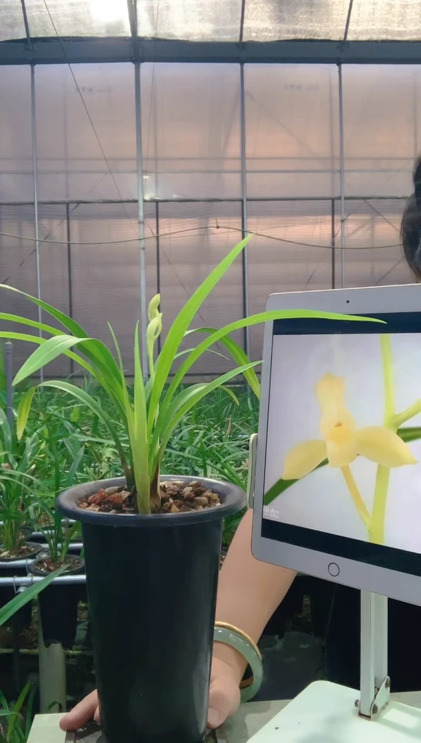 当前无花朵，栽培后可花朵用****0田黄玉