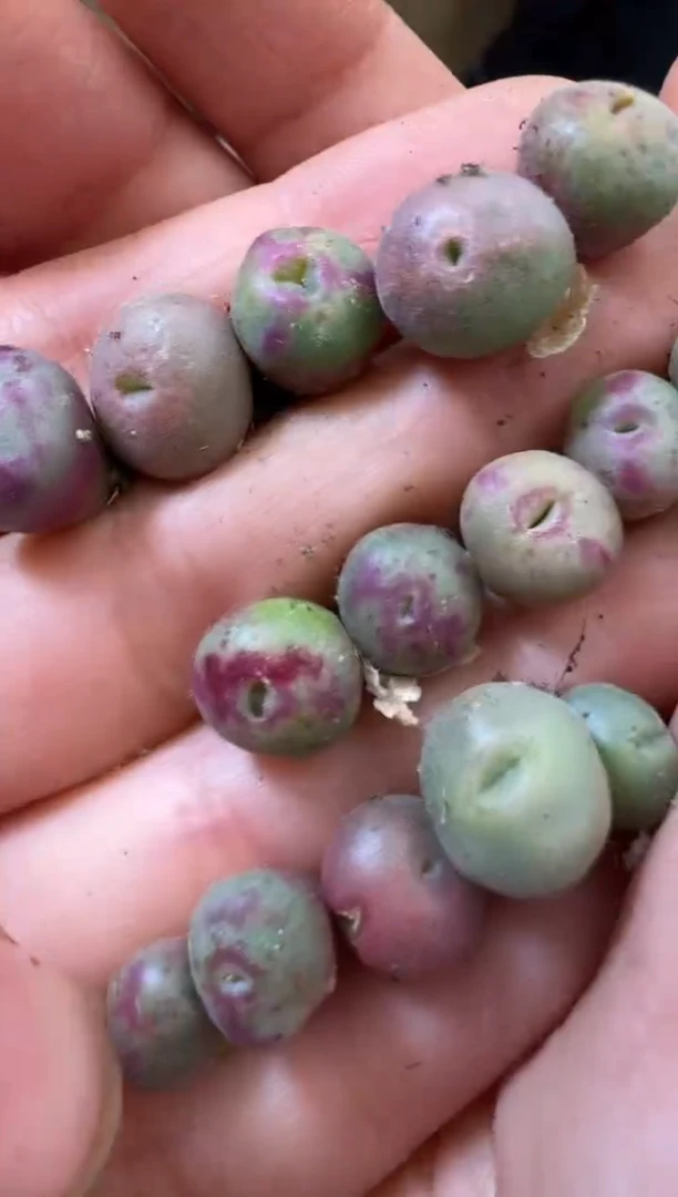 【闪购商品】6-6毛将杂一颗