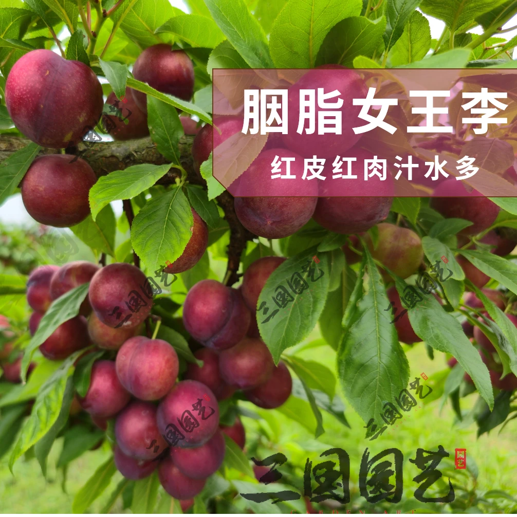 新品种胭脂女王李子树苗纯甜无酸红皮红肉汁多肉厚南北方庭院种植