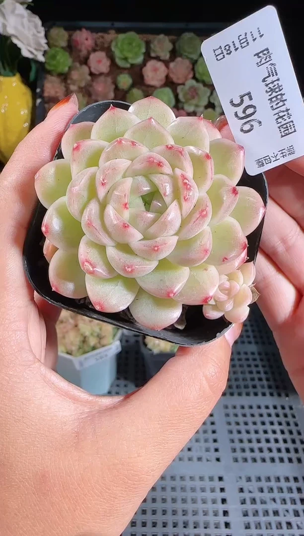 1118-596麦秆群生不包整