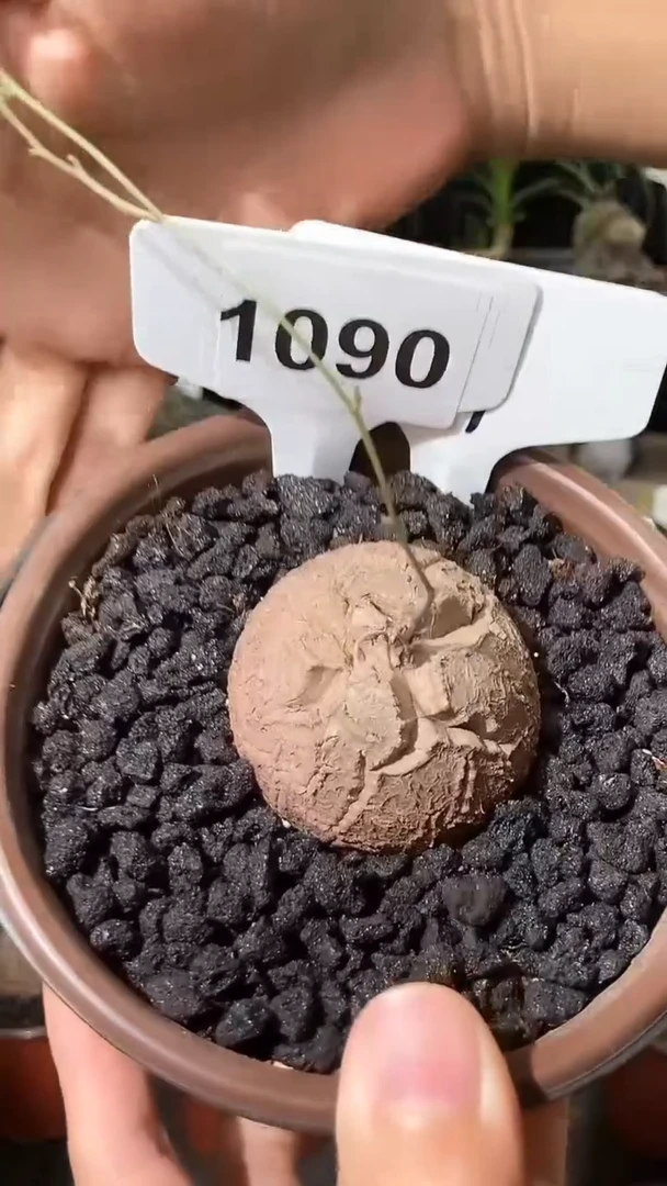 1090号1105甄选单颗南非龟甲龙