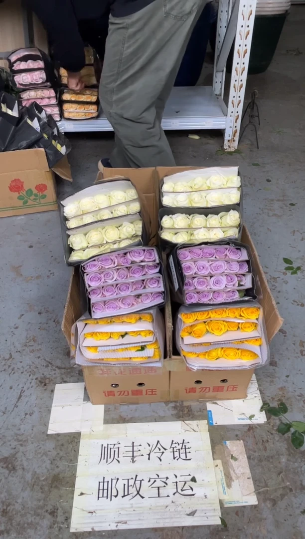 金枝20枝+海洋之歌20枝+骄傲20枝