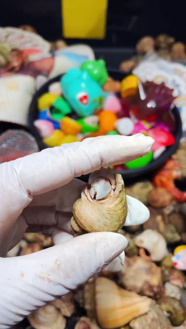 陌派有钳寄居蟹910