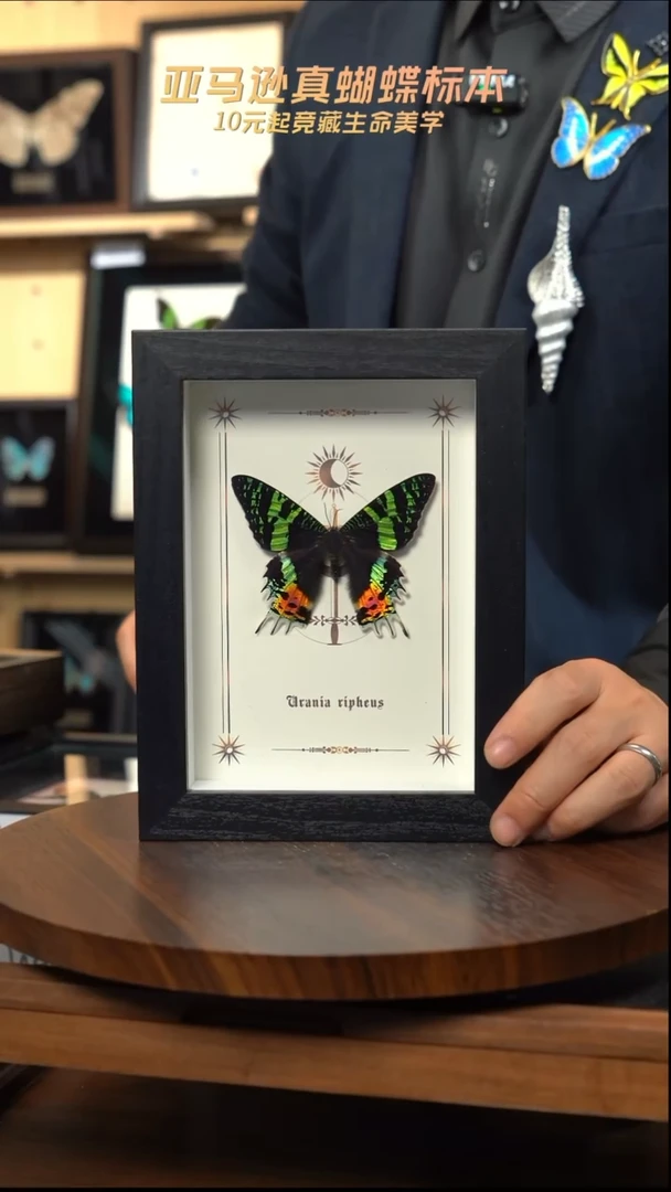 太阳蛾图腾款7寸竖框