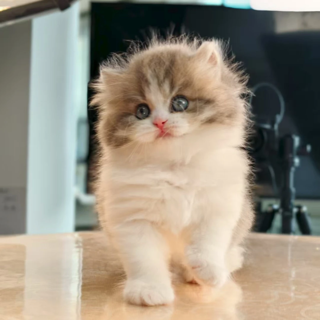 【精品精选】金渐层蓝金紫金拿破仑曼基康包邮活体