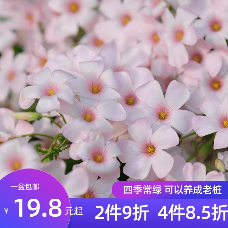 四季酢浆草  粉梦四季常绿可以养成老桩容易种植开花非常可爱