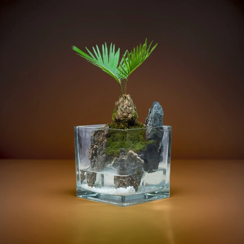 铁树—12*12桌面景观真实绿植造景创意景观组合鱼缸可养鱼