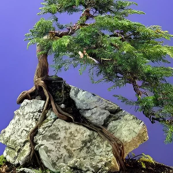 山石花盆附石盆景假山石盆景附属造景石石头吸水石天然盆栽假山