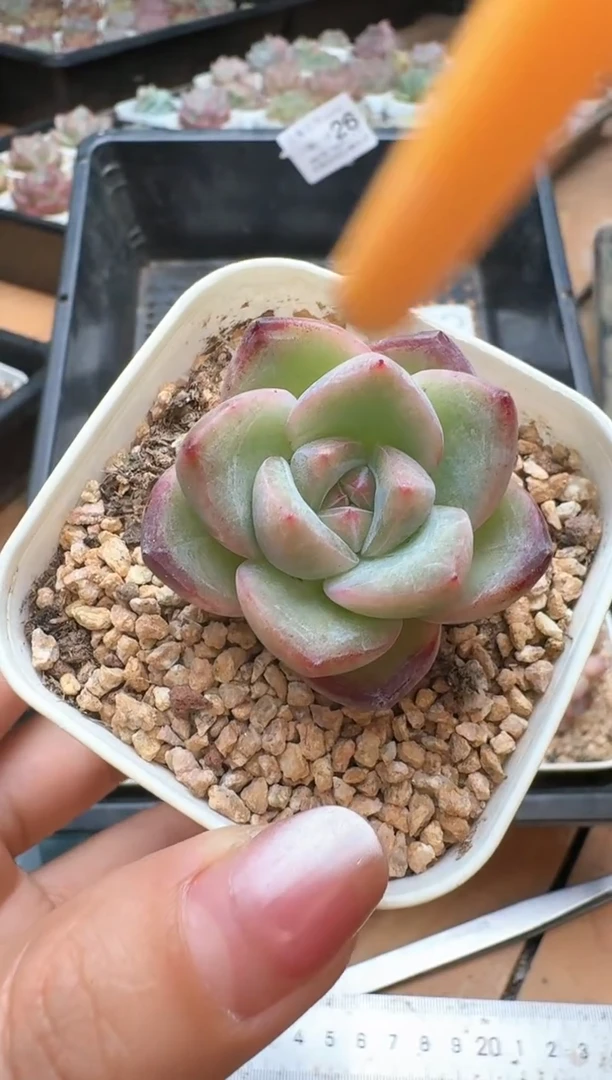 筐26珍妮杂交多肉 花卉植物04
