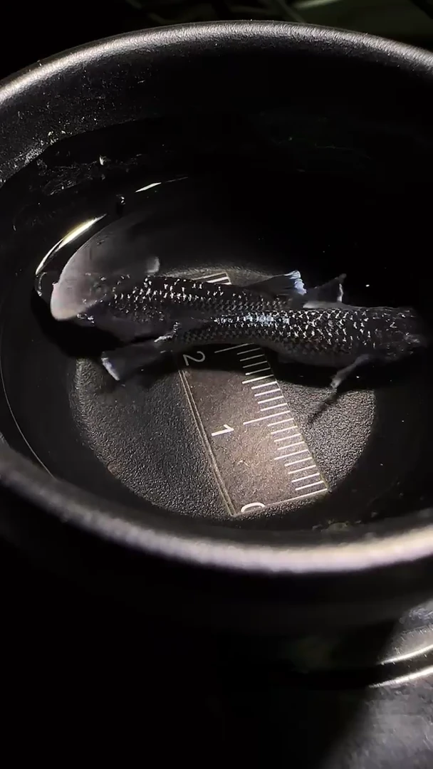 青鳉鱼观背青鳉观背青鳉336