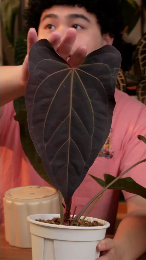 不开花植物PapiFS x 红水晶