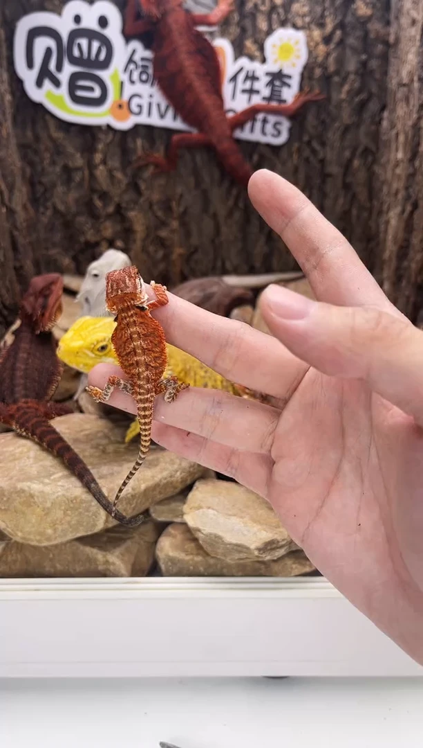 鬃狮蜥鬃狮蜥蜴001