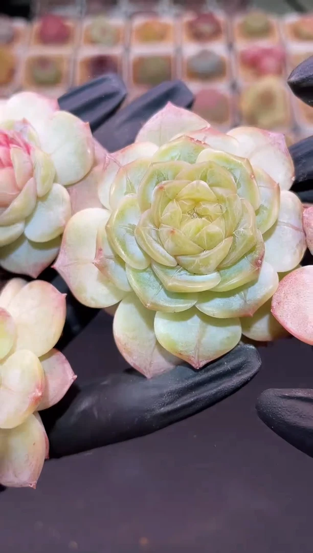 闪购3291 荷塘月色多肉一颗