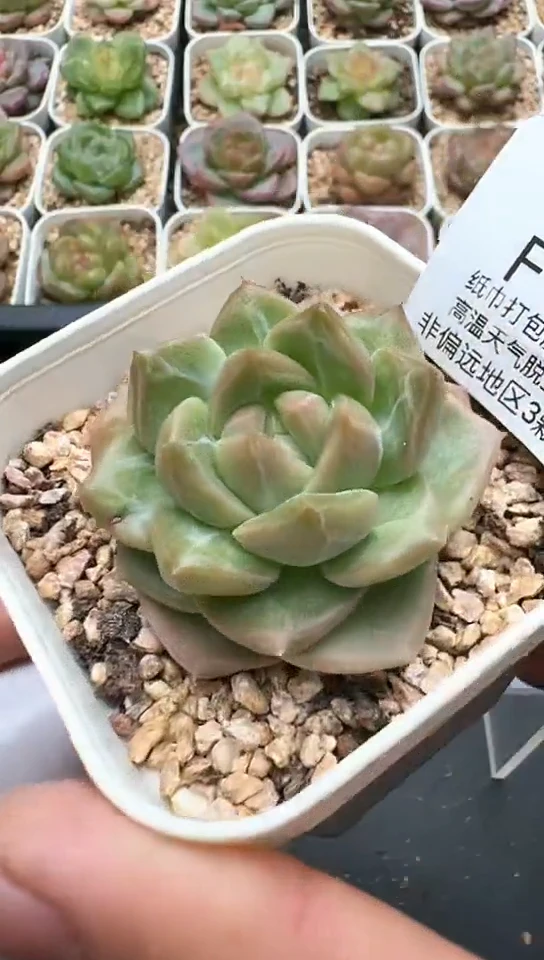 640F云禹多肉植物 默认脱土纸巾打包 3颗包邮