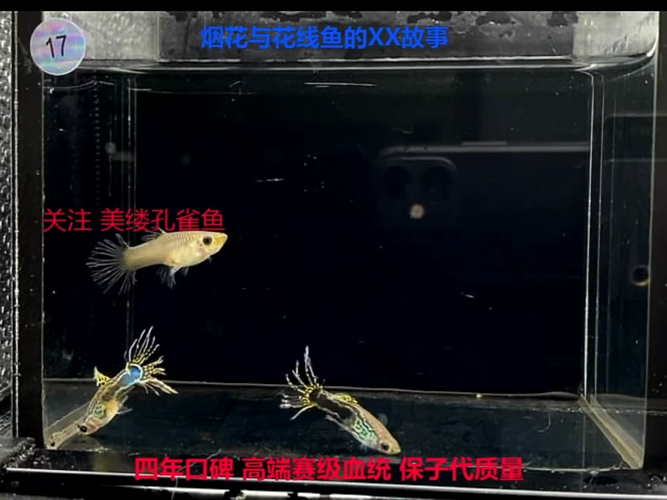 孔雀鱼黑金蕾丝冠尾2对
