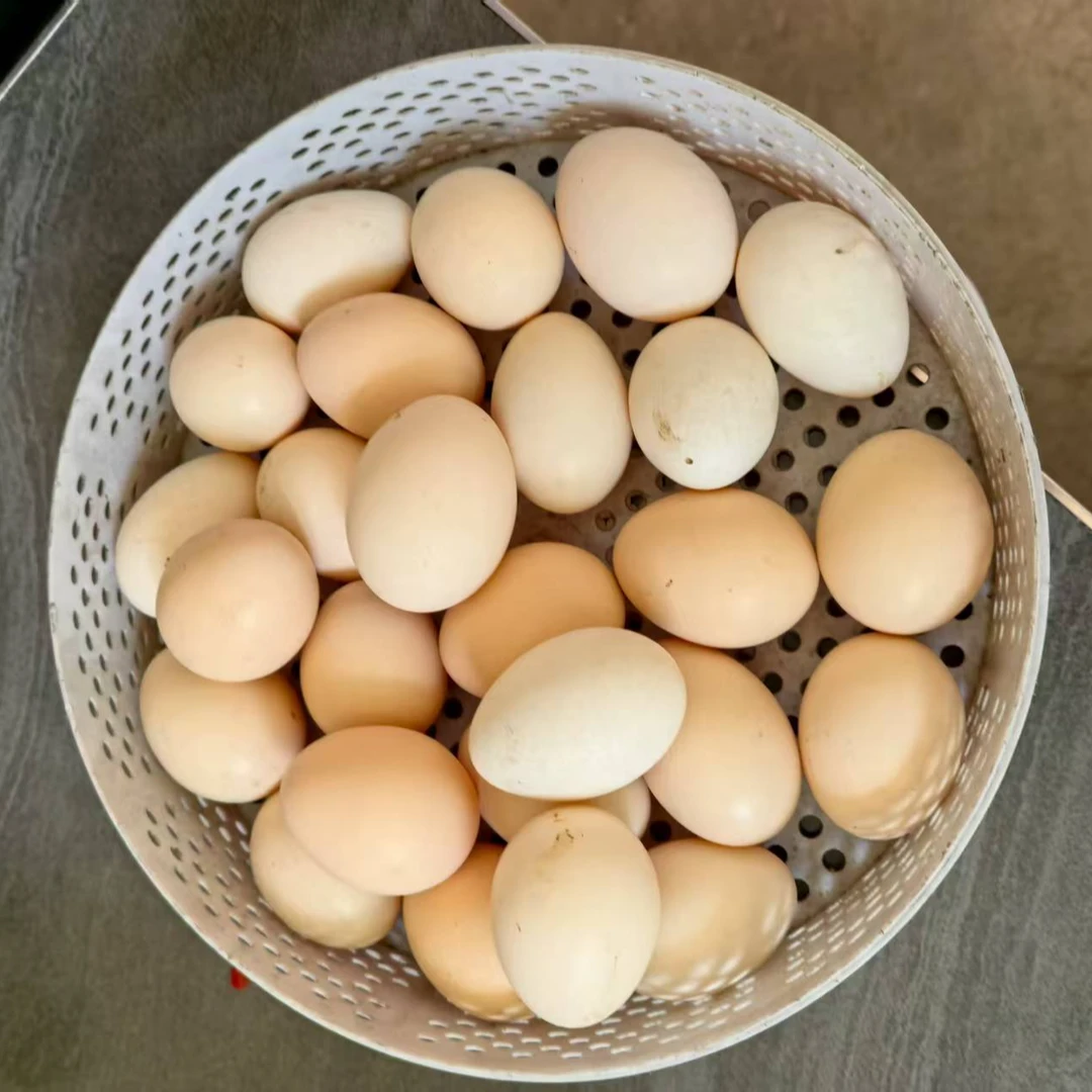 农村散养土鸡蛋农家散养新鲜现捡粉壳鸡蛋营养健康破损包赔