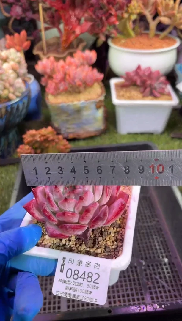 【闪购商品】08482