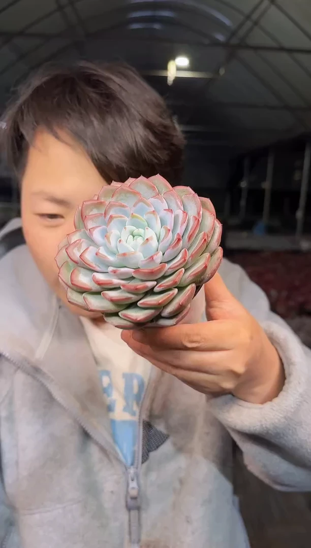 雪茶2颗4.99