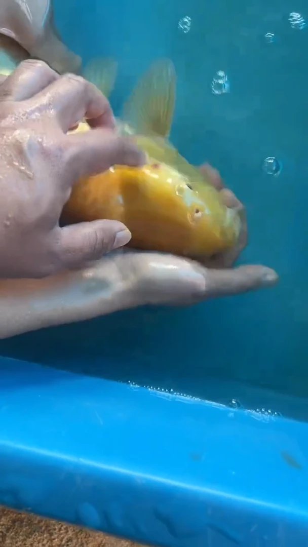 锦鲤太饱锦鲤36cm-48cm不包邮到付