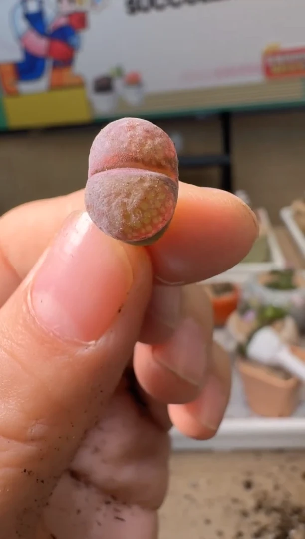 美丽的肉石头3.1-288