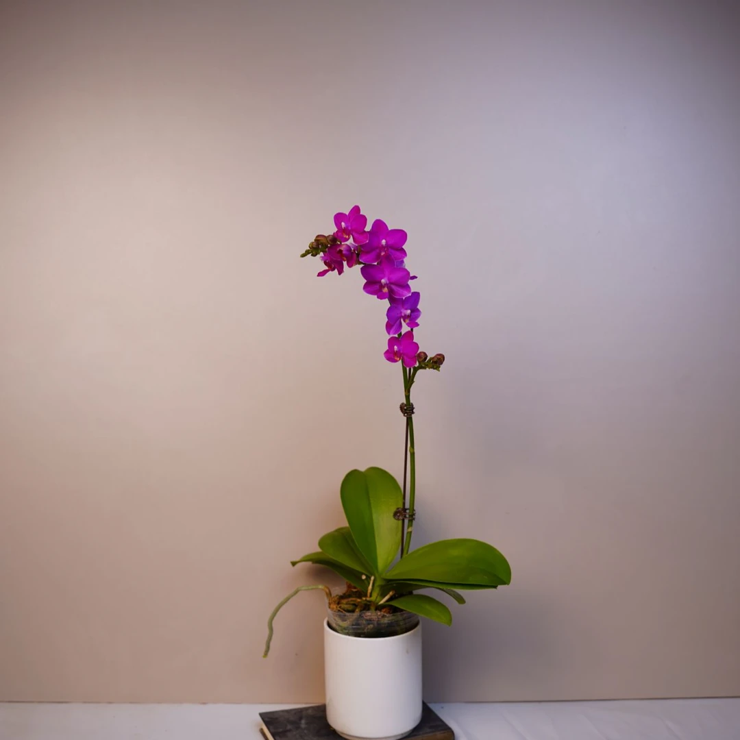 《明兰基地》蝴蝶兰（紫葡萄）3.0寸全花开花珠发货