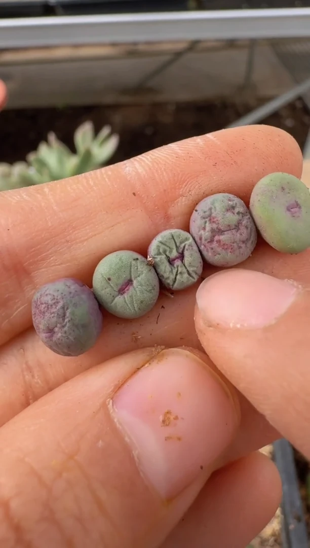 【闪购商品】9-140